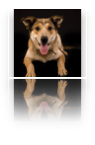 collage image title