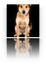 collage image title