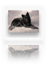 collage image title