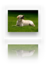 collage image title