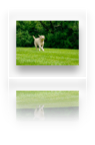 collage image title
