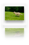 collage image title