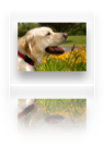 collage image title
