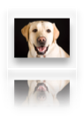 collage image title
