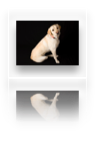 collage image title