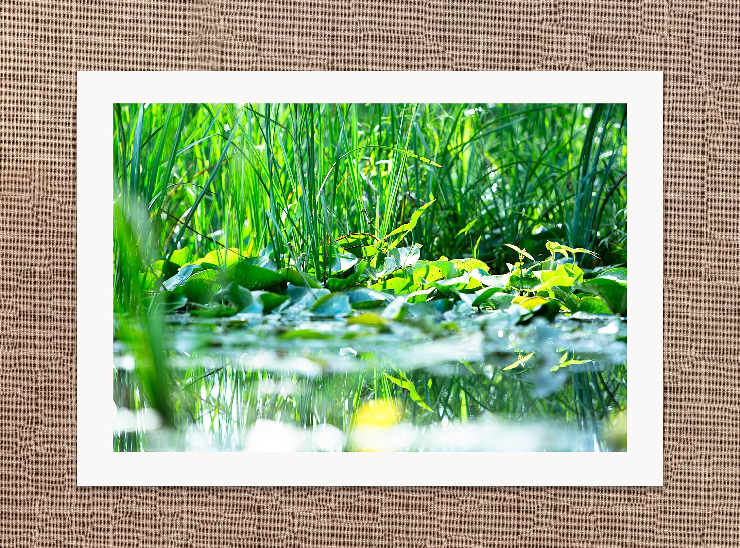 Among the Lily Pads | AmongTheLilyPads.jpg