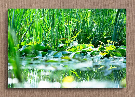Among the Lily Pads