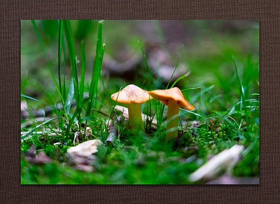 Underfoot