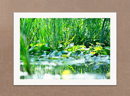 Among the Lily Pads
